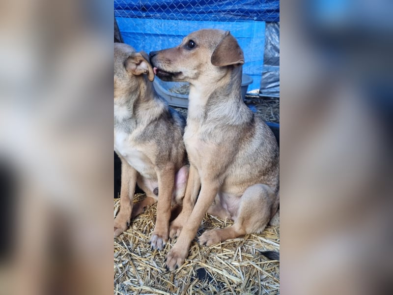 ⭐️ELVA⭐️, neugieriges Welpenmädchen, Hündin, 2 Monate, 25 cm, Mischling, Tierschutz