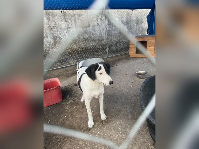 ⭐️SNOOPY⭐️, Rüde, 6 Monate, 25 cm, Mischling, Tierschutz