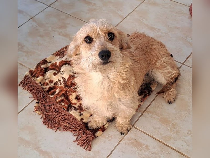 Linda 32cm, möchte Rumänien gerne verlassen