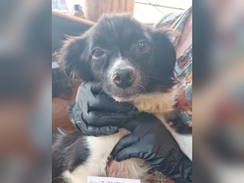 SUKI, Hündin, 3 Jahre, 33cm, Mischling, Tierschutz