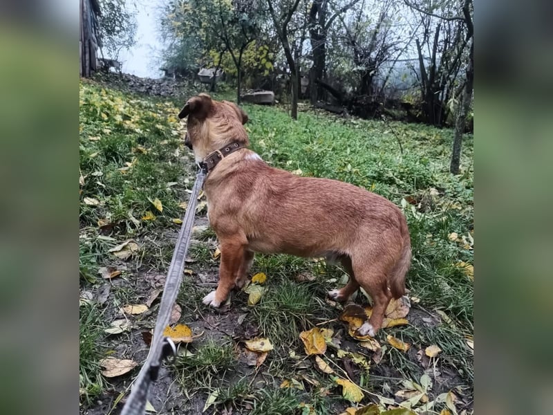 Peter Tierschutzhund sucht ein Zuhause