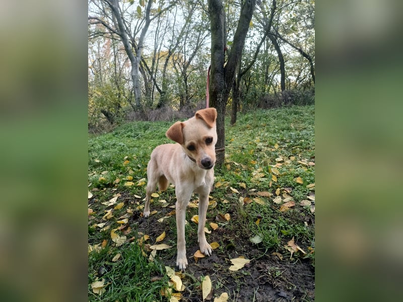 Goldi Tierschutzhund sucht ein Zuhause