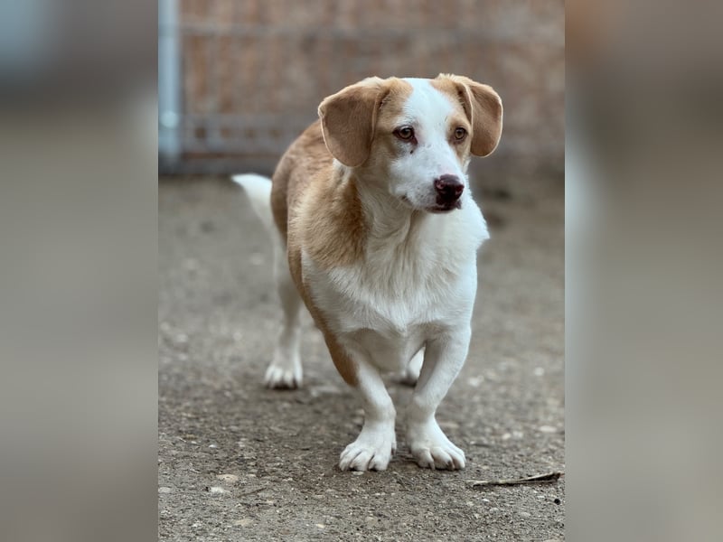 ⭐️FINN⭐️, niedlicher Rüde, 1 Jahr, 34cm, Mischling, Tierschutz