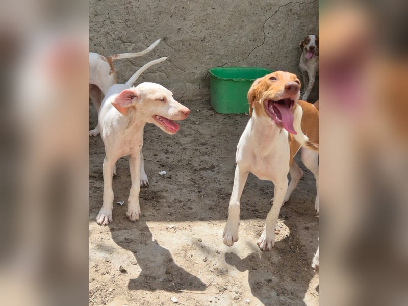 KATRA, Hündin, 7 Monate, im Wachstum, Mischling, Tierschutz