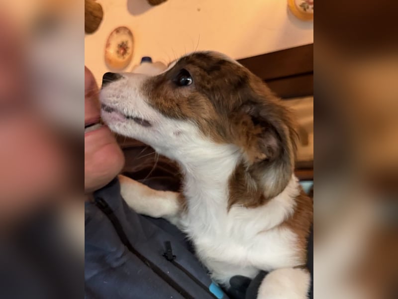 ⭐️PINO⭐️, Rüde, 5 Monate, 24 cm, Mischling, Tierschutz
