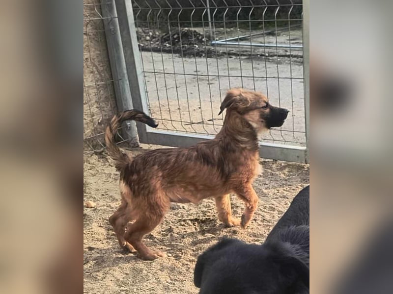 ⭐️YPS⭐️, Hündin, 5 Monate, 24 cm, Mischling, Tierschutz