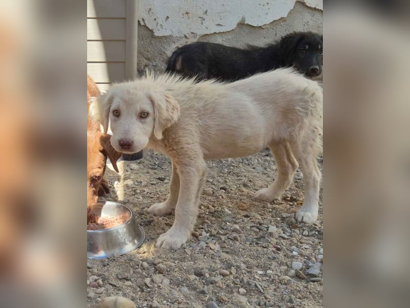 ⭐️DEXI⭐️, Hündin, 3 Monate, 28 cm, Mischling, Tierschutz