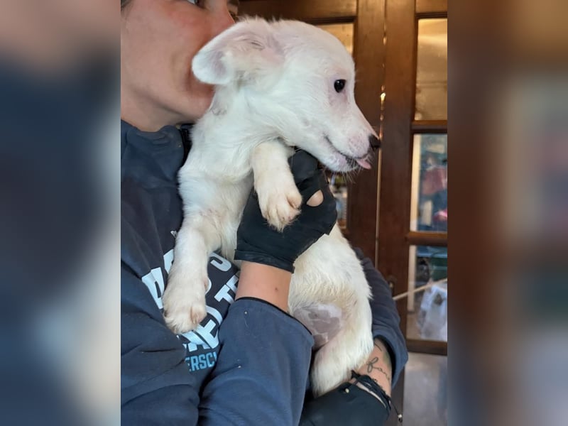 ⭐️PETZI⭐️, Hündin, 5 Monate, 25 cm, Mischling, Tierschutz