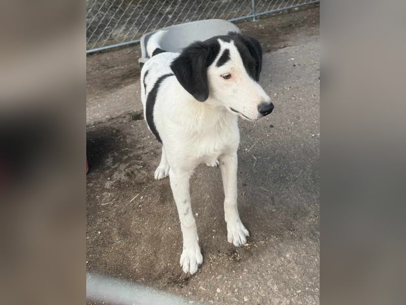 ⭐️SNOOPY⭐️, Rüde, 7 Monate, 37 cm, Mischling, Tierschutz