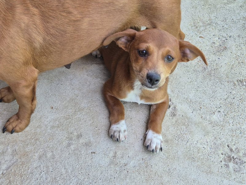 Junge Hündin 175633 sucht ihre Familie