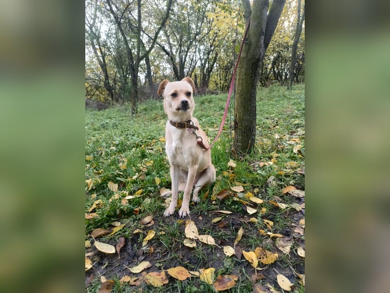 Goldi Tierschutzhund sucht ein Zuhause