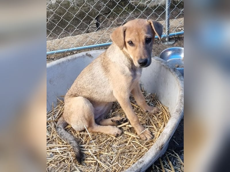 ⭐️ELVA⭐️, neugieriges Welpenmädchen, Hündin, 2 Monate, 25 cm, Mischling, Tierschutz