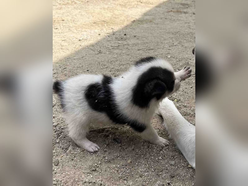 ⭐️PICCOLO⭐️, Rüde, 9 Monate, 16 cm, Mischling, Tierschutz