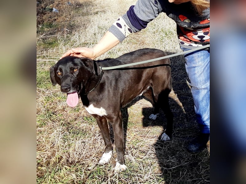 Rüde Romica, 8 Jahre in einem Rumänischen Tierheim sind genug