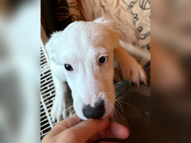 ⭐️PIKI⭐️, Hündin, 5 Monate, 25 cm, Mischling, Tierschutz