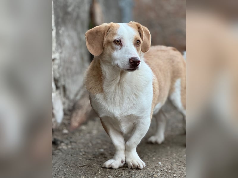 ⭐️FINN⭐️, niedlicher Rüde, 1 Jahr, 34cm, Mischling, Tierschutz