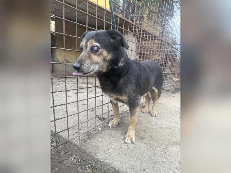 Bobika - die Zeit läuft ab