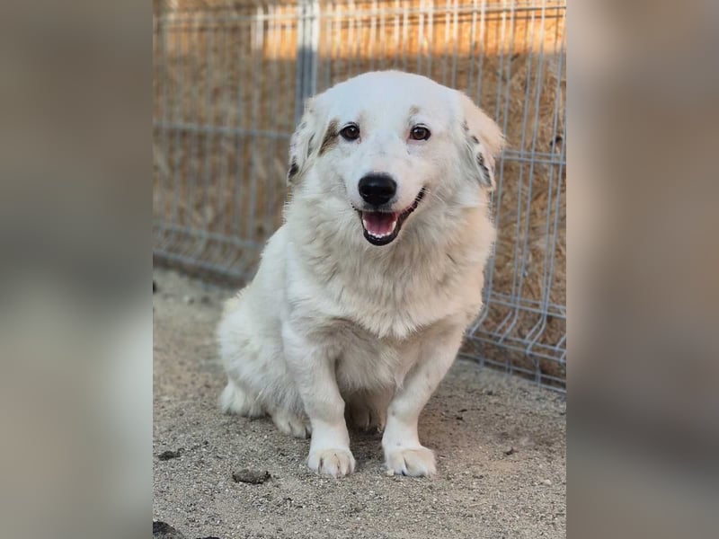 FINJA, Hündin, 1 Jahr, 35cm, Mischling, Tierschutz