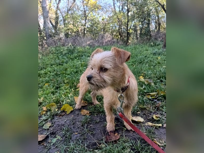 Ruby Tierschutzhund sucht ein Zuhause