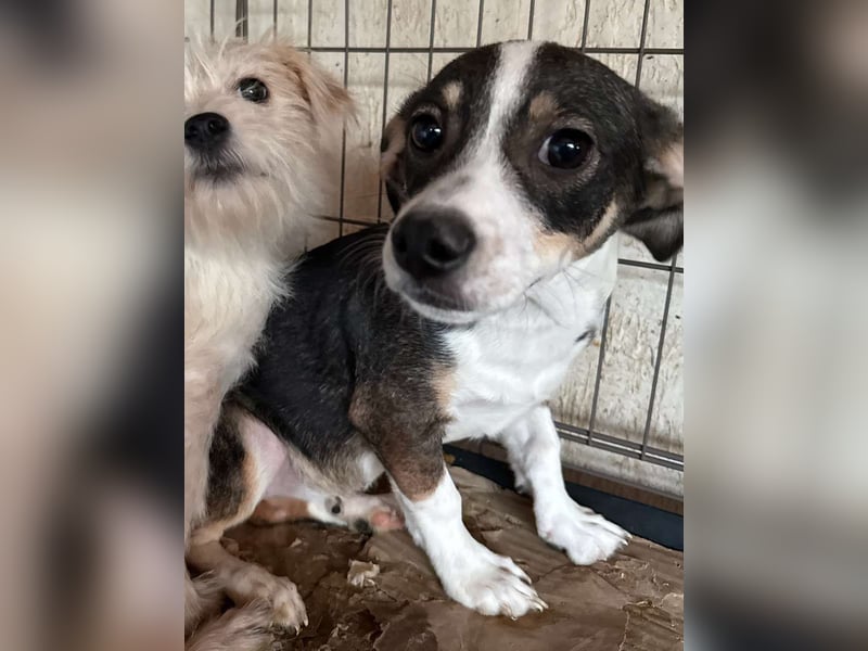 ⭐️LOONA⭐️, Hündin, 6 Monate, 26 cm, Mischling, Tierschutz