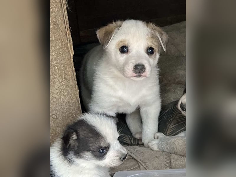 ⭐️PIVO⭐️, Rüde, 9 Monate, 22 cm, Mischling, Tierschutz