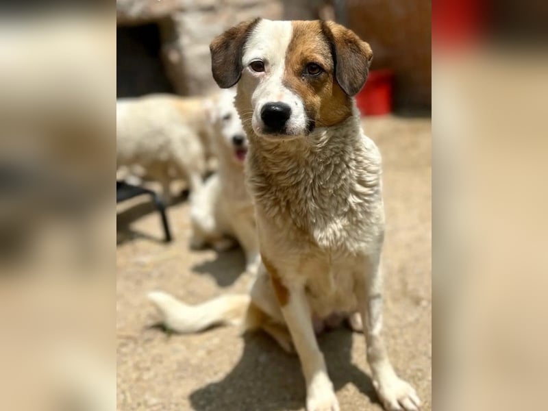 ⭐️FINA⭐️, Hündin, 2,5 Jahre, 40 cm, Mischling, Tierschutz ⭐️FINA⭐️, Hündin, 2,5 Jahre, 40 cm, Mischling, Tierschutz