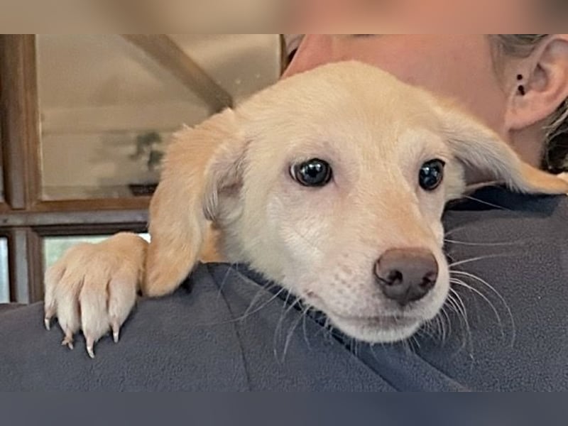 BEA, Hündin, 4 Monate, aktuell 24cm, Mischling, Tierschutz