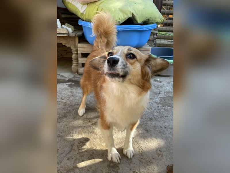 ⭐️FUMI⭐️, kleine Schönheit, 6 Jahre, 40 cm, Mischling, Tierschutz