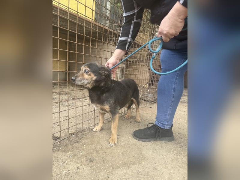 Bobika - die Zeit läuft ab