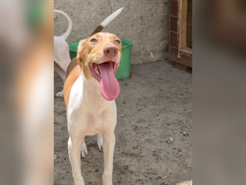 KATRA, Hündin, 7 Monate, im Wachstum, Mischling, Tierschutz