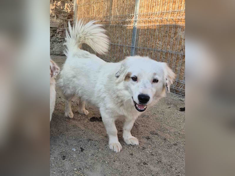 FINJA, Hündin, 1 Jahr, 35cm, Mischling, Tierschutz