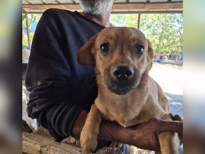 Junger Rüde 175631 stellt sich vor