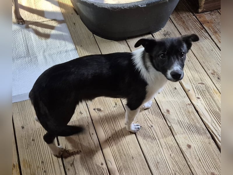 Junger Rüde 175634 sucht sein eigenes Zuhause