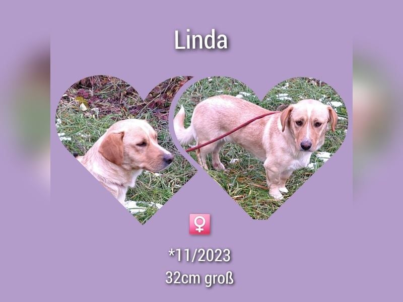 Linda 32cm, möchte Rumänien gerne verlassen