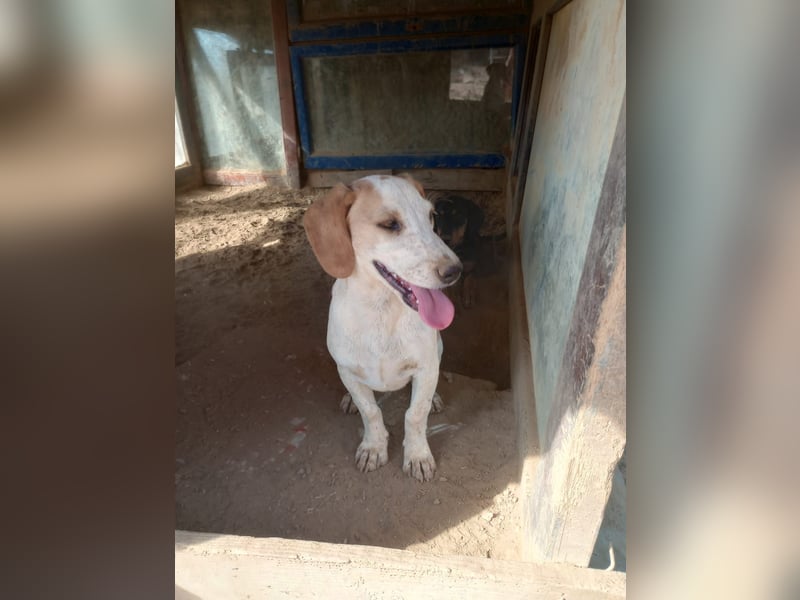 Pablo – Ein kleiner Held sucht Zuhause