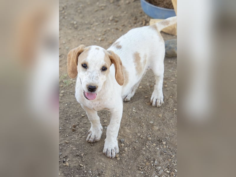 Pablo – Ein kleiner Held sucht Zuhause