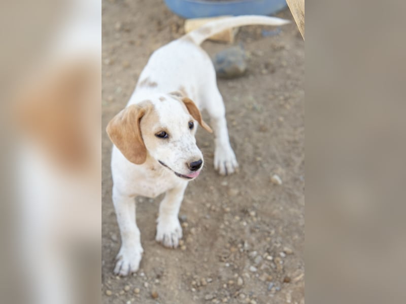 Pablo – Ein kleiner Held sucht Zuhause