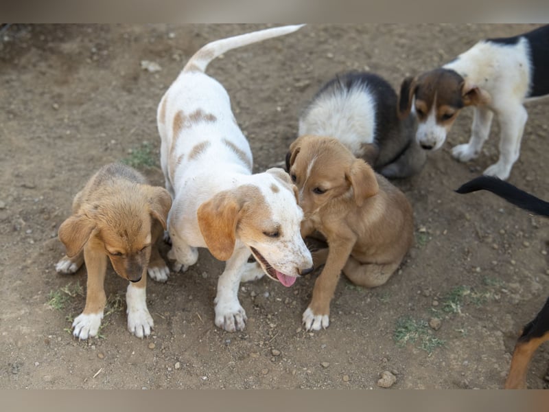 Pablo – Ein kleiner Held sucht Zuhause