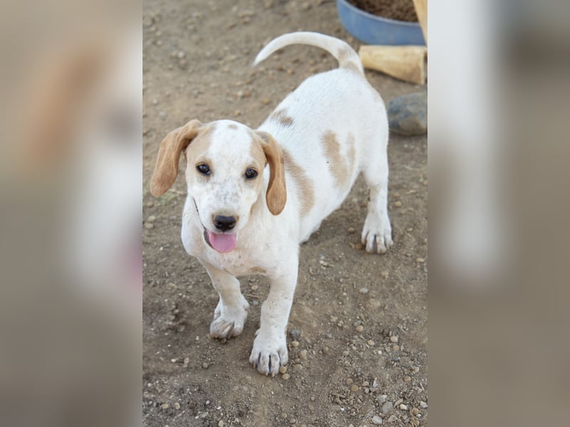 Pablo – Ein kleiner Held sucht Zuhause