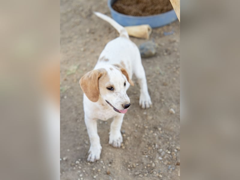 Pablo – Ein kleiner Held sucht Zuhause