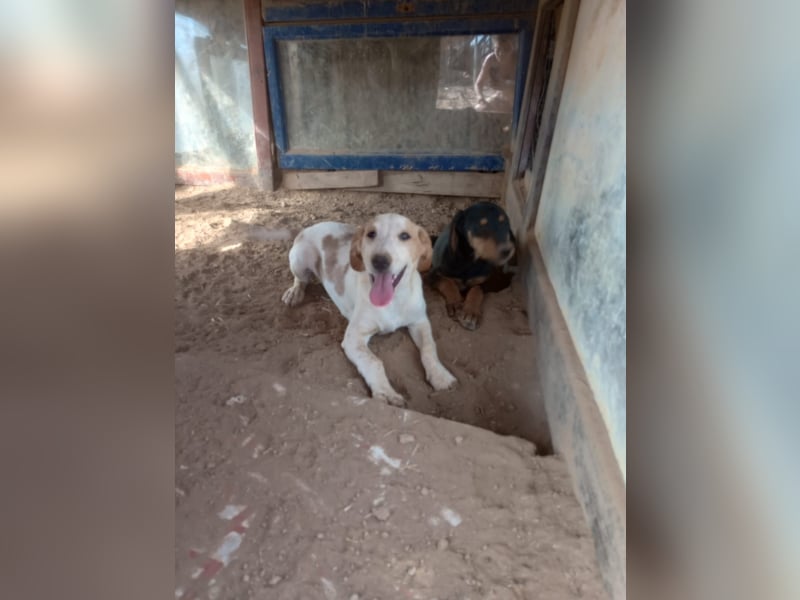 Pablo – Ein kleiner Held sucht Zuhause