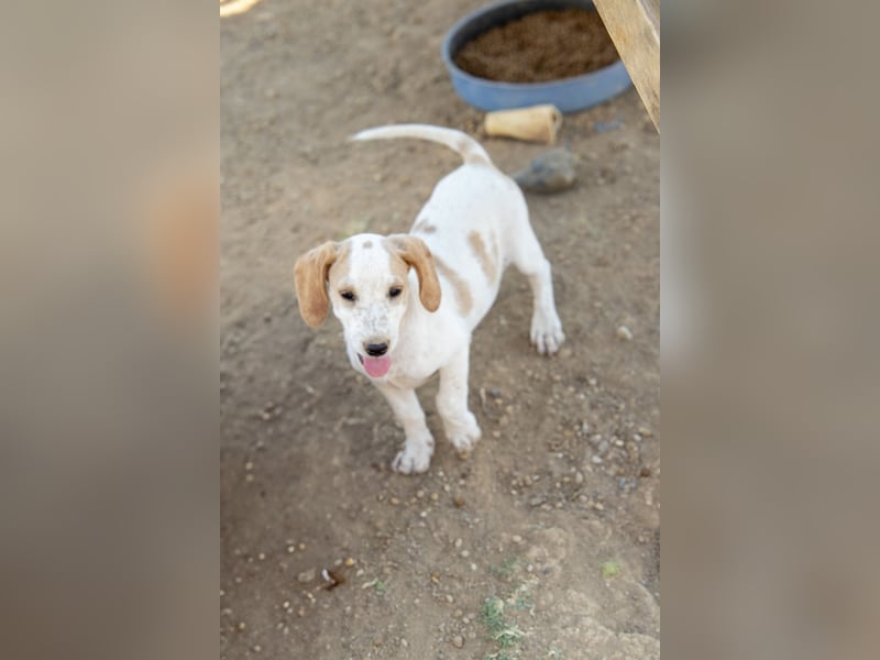 Pablo – Ein kleiner Held sucht Zuhause