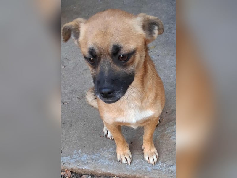 BILCA - ein kleiner Hund sucht das große Glück BILCA - ein kleiner Hund sucht das große Glück
