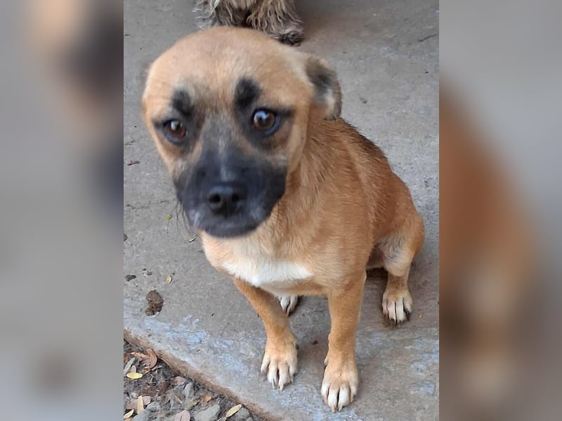 BILCA - ein kleiner Hund sucht das große Glück BILCA - ein kleiner Hund sucht das große Glück