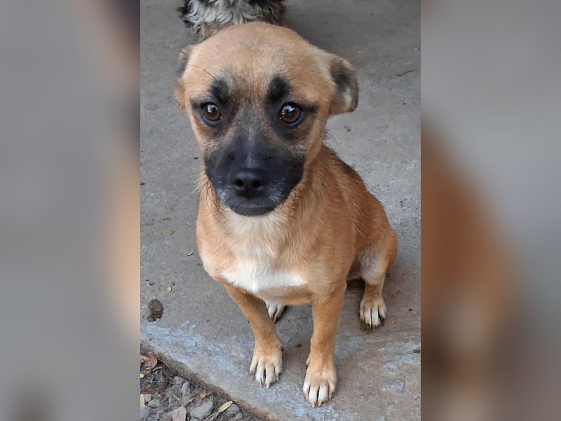 BILCA - ein kleiner Hund sucht das große Glück BILCA - ein kleiner Hund sucht das große Glück