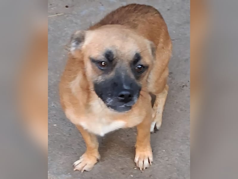 BILCA - ein kleiner Hund sucht das große Glück BILCA - ein kleiner Hund sucht das große Glück