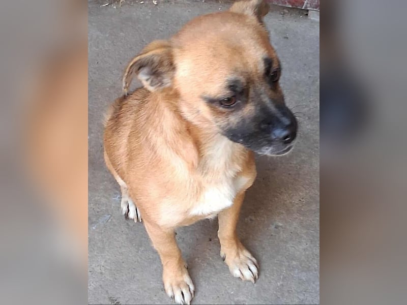 BILCA - ein kleiner Hund sucht das große Glück BILCA - ein kleiner Hund sucht das große Glück