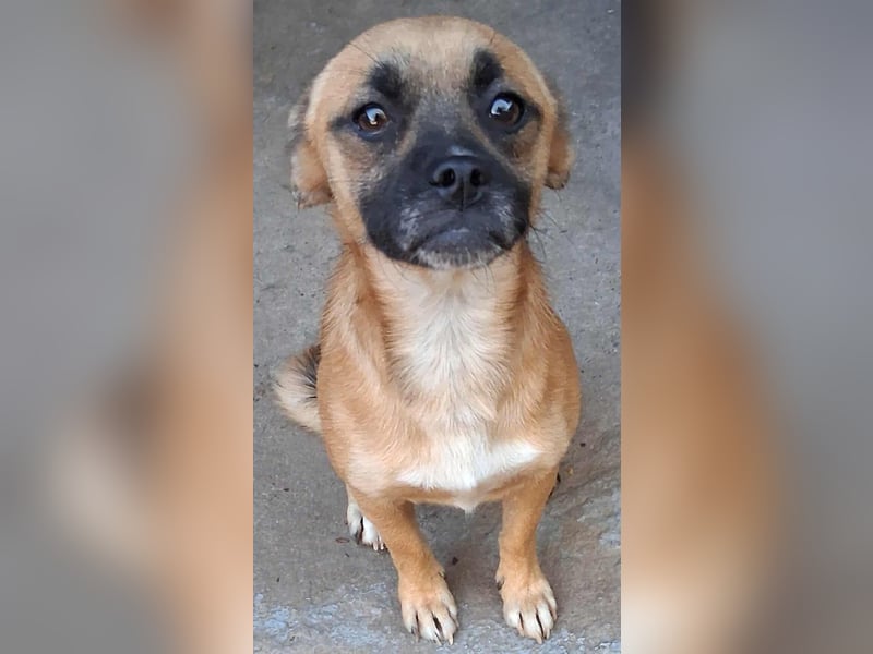 BILCA - ein kleiner Hund sucht das große Glück BILCA - ein kleiner Hund sucht das große Glück