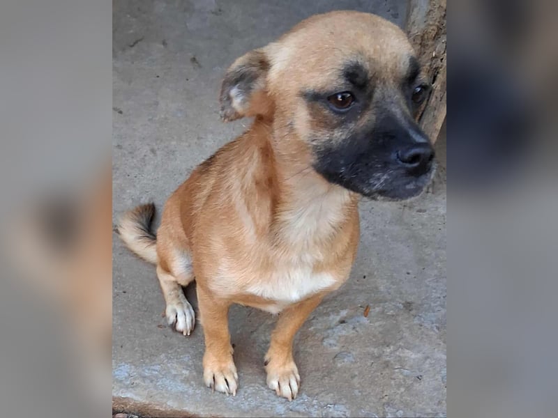 BILCA - ein kleiner Hund sucht das große Glück BILCA - ein kleiner Hund sucht das große Glück