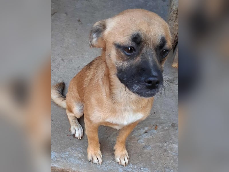 BILCA - ein kleiner Hund sucht das große Glück BILCA - ein kleiner Hund sucht das große Glück